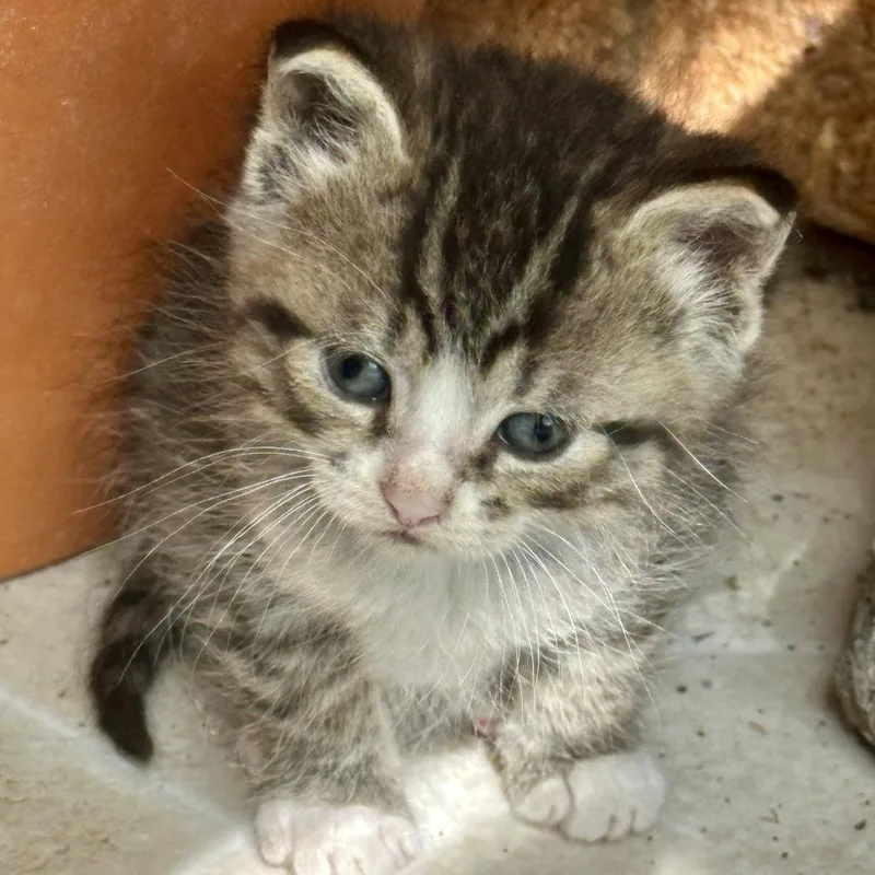 A baby small-sized female Gray / Blue / Silver Domestic Short Hair cat named Posie for adoption in Saratoga Springs, NY