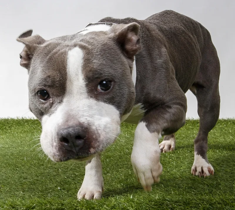 A young medium-sized female Pit Bull Terrier dog named Antech for adoption in Harvey , LA