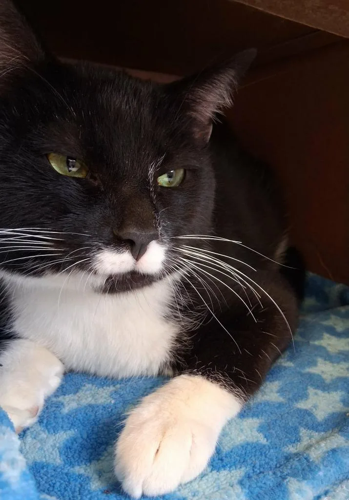 Mittens