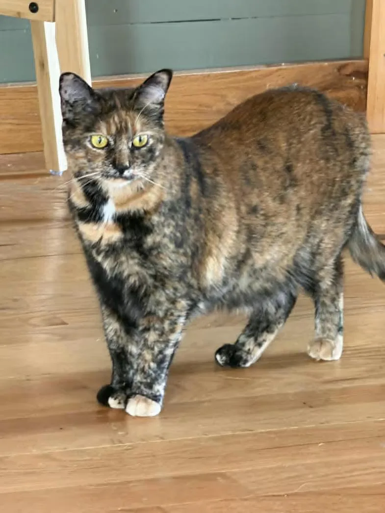 A young small-sized female Tortoiseshell Tortoiseshell cat named Lulu for adoption in Monterey, VA