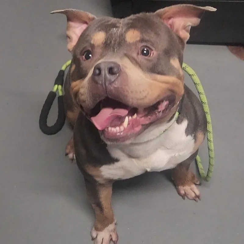 An adult medium-sized male Brown / Chocolate American Staffordshire Terrier dog named Peter for adoption in Edwardsville, IL