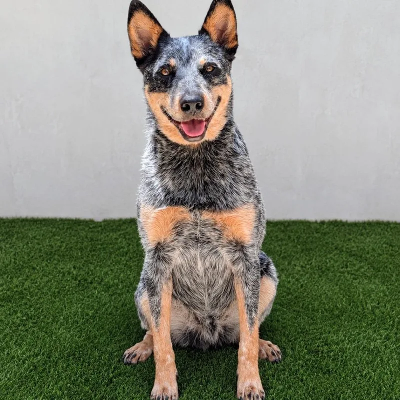 A young medium-sized male Gray / Blue / Silver Australian Cattle Dog / Blue Heeler dog named Chuck Norris for adoption in Fredericksburg, TX