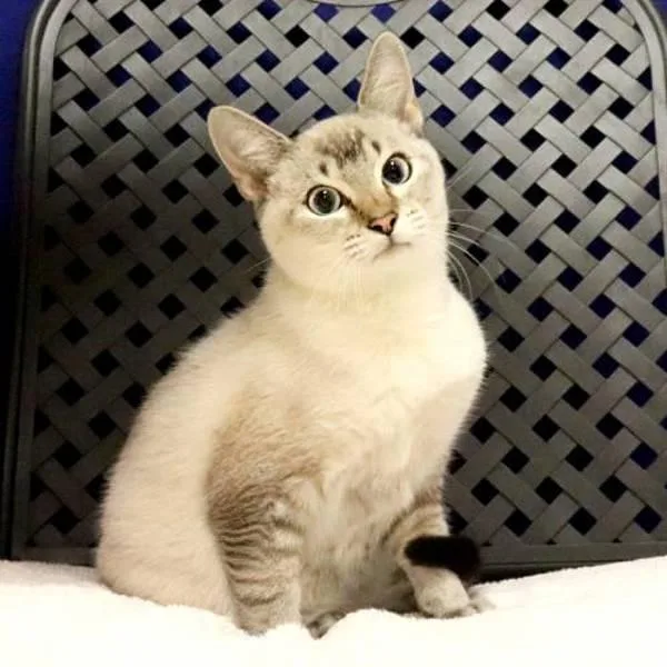 Finn