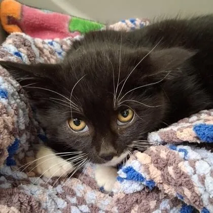 A young small-sized male Black & White / Tuxedo Domestic Short Hair cat named Grimm for adoption in Belmont, NY