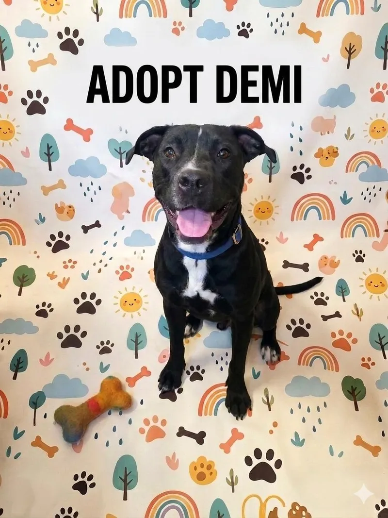 A young medium-sized female Black Pit Bull Terrier dog named Demi for adoption in West Branch, MI