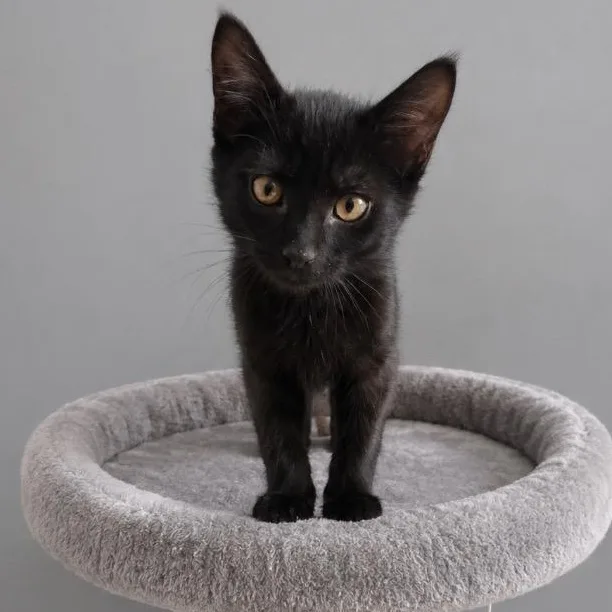Coal