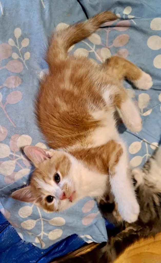 Greta