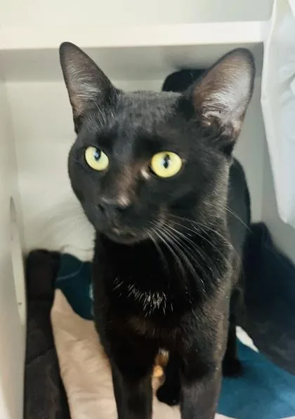 An adult large-sized male Domestic Short Hair cat named Zero for adoption in Savannah, GA