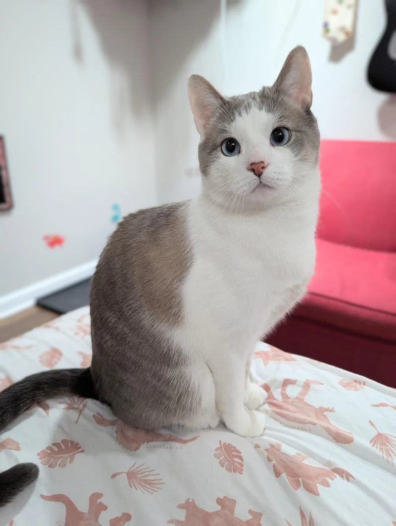 Symbahhandsome Snowshoe Is The thumbnail 2