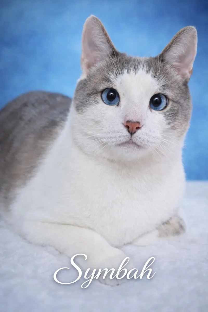 Symbahhandsome Snowshoe Is The thumbnail 3