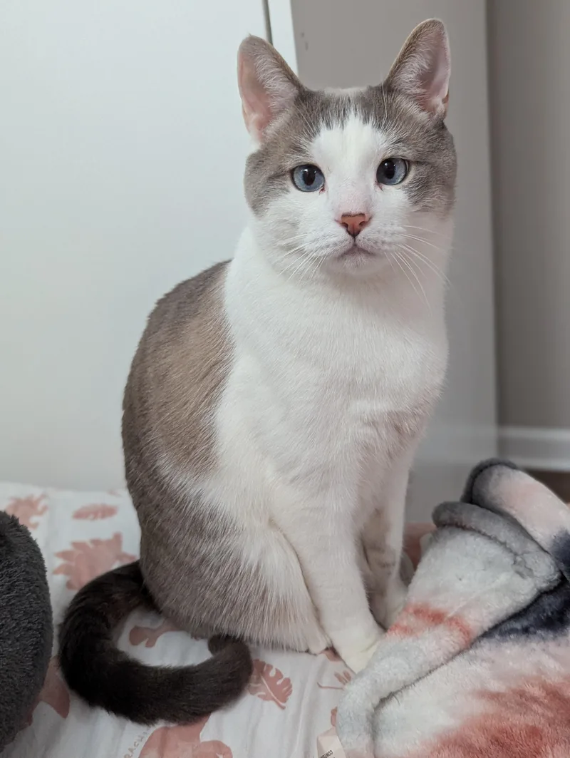 Symbahhandsome Snowshoe Is The thumbnail 4