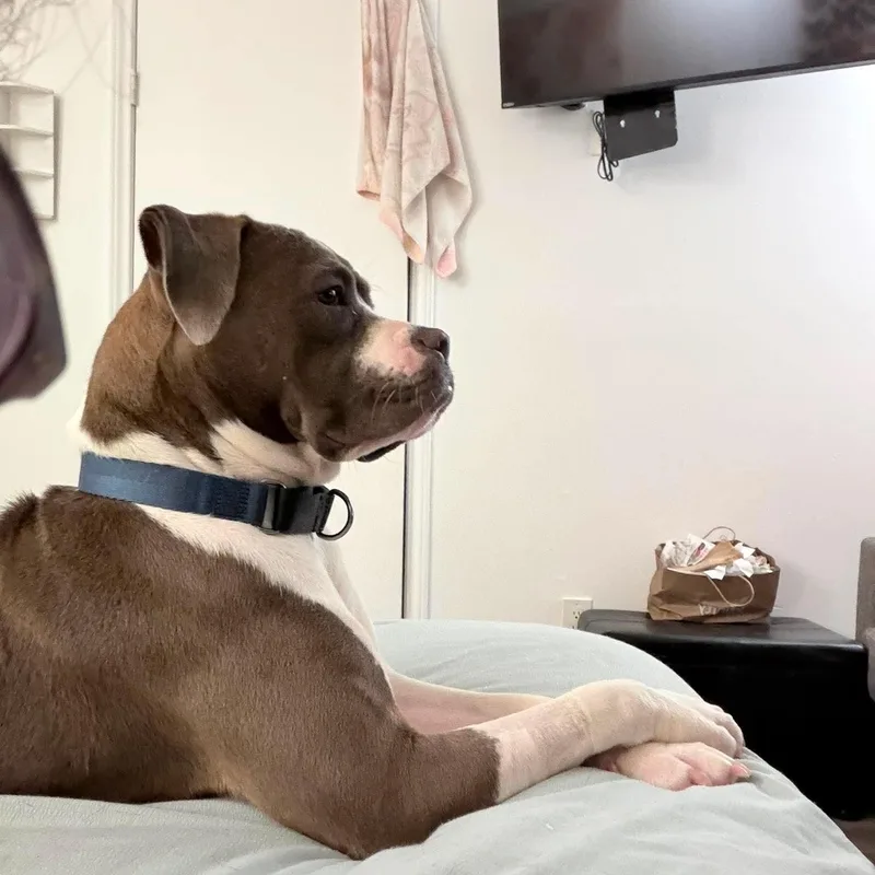 A young medium-sized female Pit Bull Terrier dog named Desi for adoption in Yonkers, NY