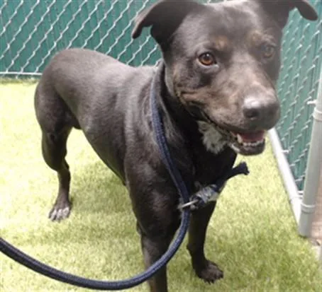 An adult medium-sized male Australian Cattle Dog / Blue Heeler dog named Efo for adoption in Downey, CA