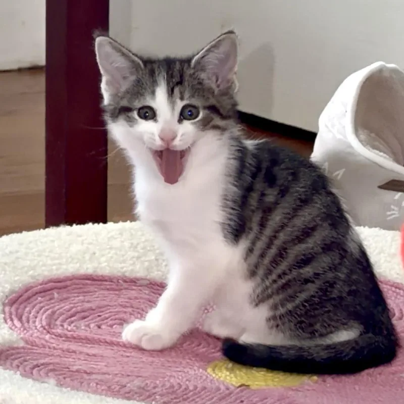 A baby small-sized female Gray / Blue / Silver Domestic Short Hair cat named Vanilla's Chocolate for adoption in Potomac, MD