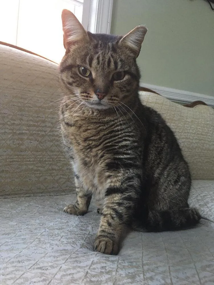 An adult medium-sized male Domestic Short Hair cat named Charlie for adoption in Greenbelt, MD