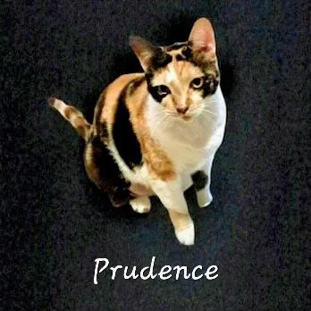 An adult large-sized female American Shorthair cat named Prudence strikingcalico for adoption in Houston, TX