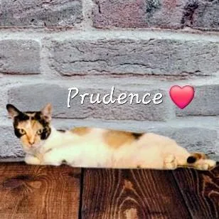 Prudence strikingcalico thumbnail 2