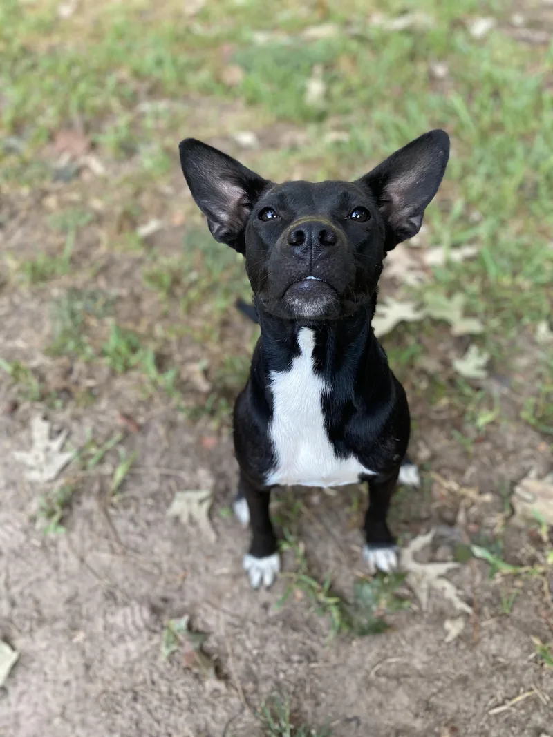 A young medium-sized female Black Pit Bull Terrier dog named Raven for adoption in Spring, TX