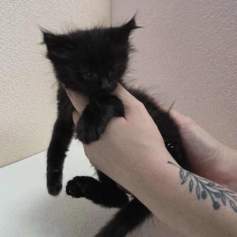 A baby small-sized male Black Domestic Medium Hair cat named Emerald for adoption in Jupiter, FL