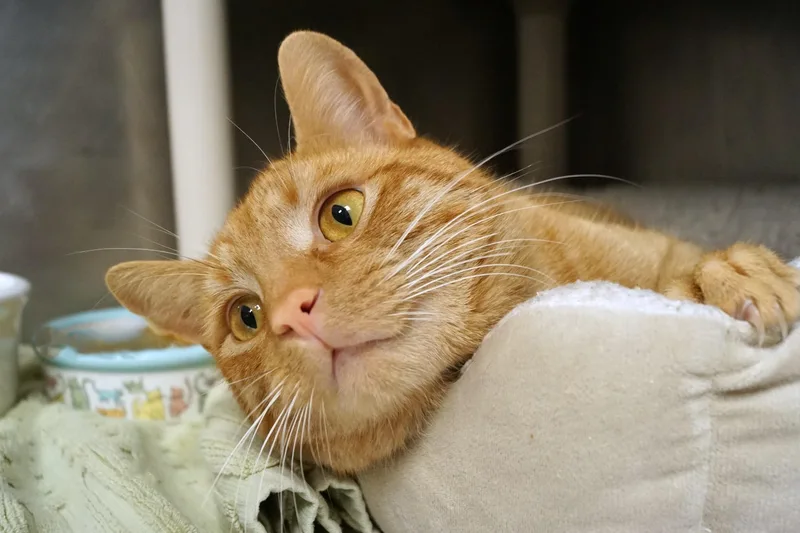 An adult medium-sized male Orange / Red Tabby cat named Cheddar for adoption in New Milford, CT