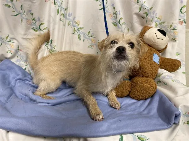 A young small-sized female Chihuahua dog named Tinsley for adoption in Modesto, CA
