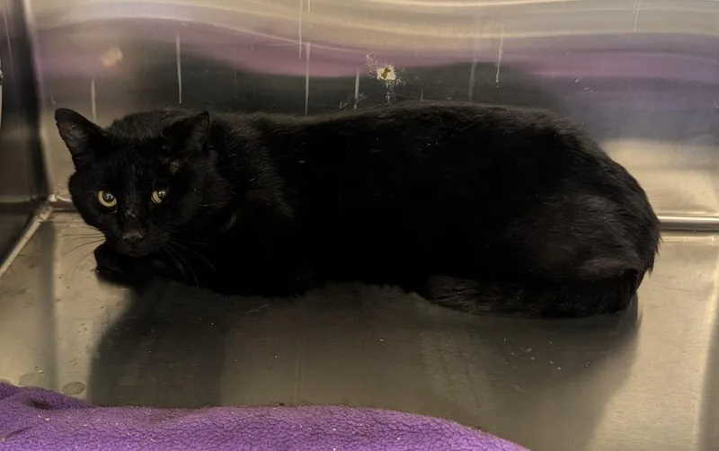 An adult large-sized male Domestic Short Hair cat named Roughy for adoption in Havre, MT