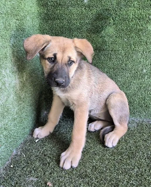 A baby small-sized female German Shepherd Dog dog named Beth for adoption in Lancaster, CA