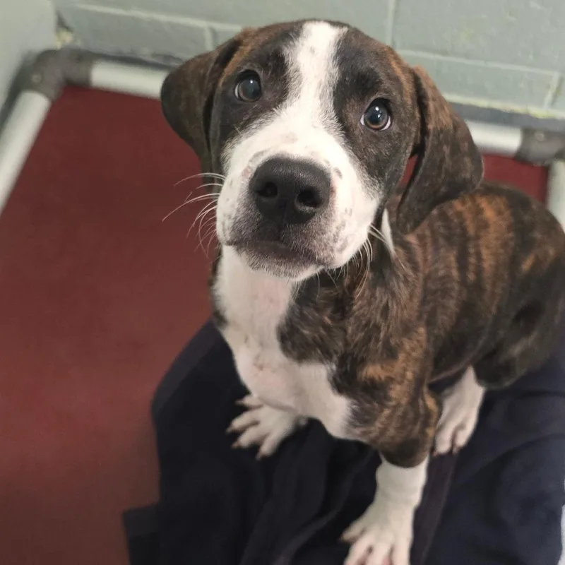 A baby small-sized male Brindle Plott Hound dog named Luke for adoption in East Hanover, NJ