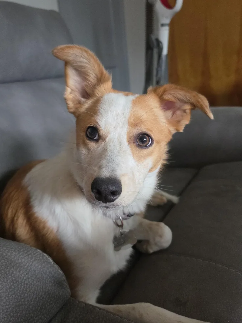 A young medium-sized female Red / Chestnut / Orange Australian Cattle Dog / Blue Heeler dog named Ruby Jo for adoption in Pasco, WA