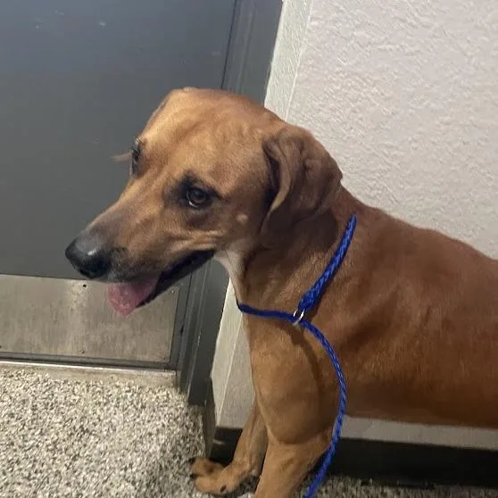 An adult medium-sized male Black Mouth Cur dog named D for adoption in Port Charlotte, FL