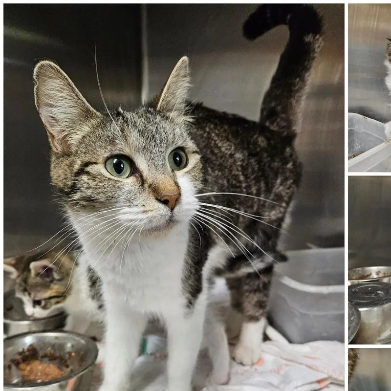 A young small-sized female Domestic Short Hair cat named Dahlia for adoption in Austin, TX