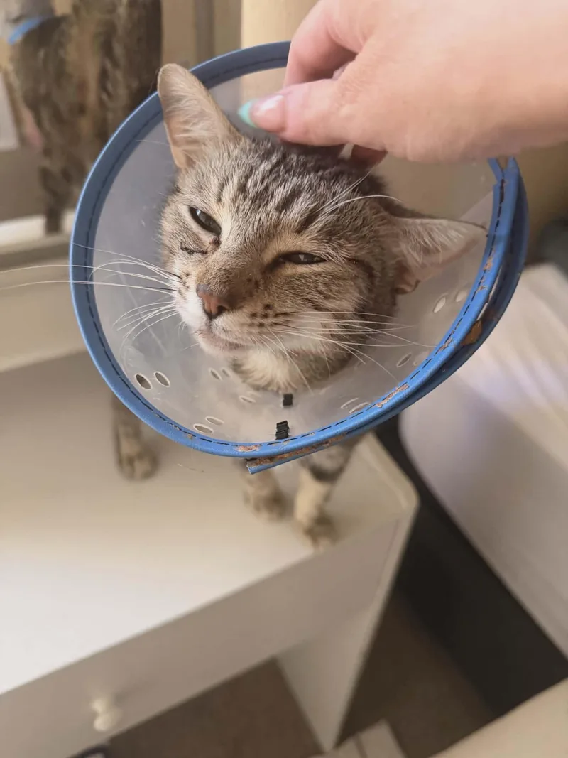 A young small-sized female Tabby cat named Michelle for adoption in Anza, CA