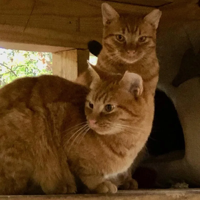 An adult small-sized male Orange / Red Domestic Short Hair cat named Courtesy Listing  Tom for adoption in Tuscaloosa, AL