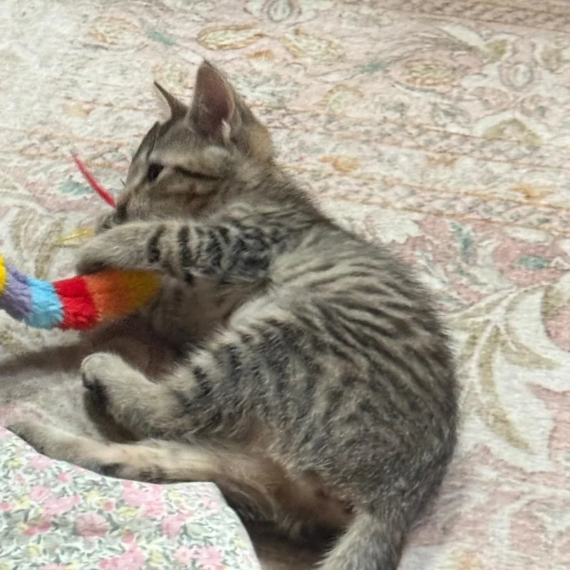 A baby small-sized female Brown / Chocolate Domestic Short Hair cat named Bebe for adoption in Jupiter, FL