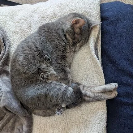 A senior small-sized male Gray / Blue / Silver Domestic Short Hair cat named Peanut C for adoption in Princeton, MN