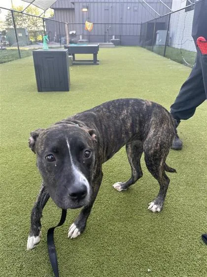 An adult medium-sized female Mixed Breed dog named Pretty Lady for adoption in West Chester, PA