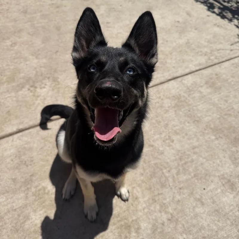A young medium-sized female Black German Shepherd Dog dog named Sky for adoption in Naperville, IL