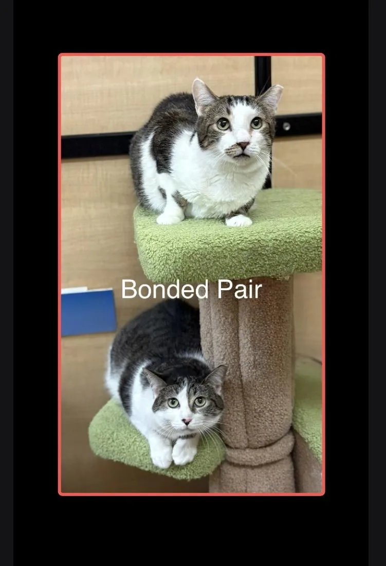 An adult large-sized female Tabby (Brown / Chocolate) Domestic Short Hair cat named Mini And Jimmy for adoption in SCOTTSDALE, AZ