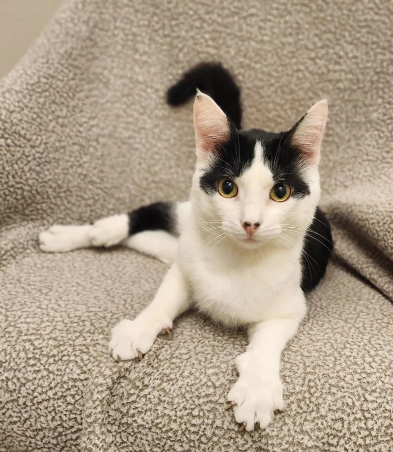 A young medium-sized male Domestic Short Hair cat named Dazzle for adoption in Superior, WI