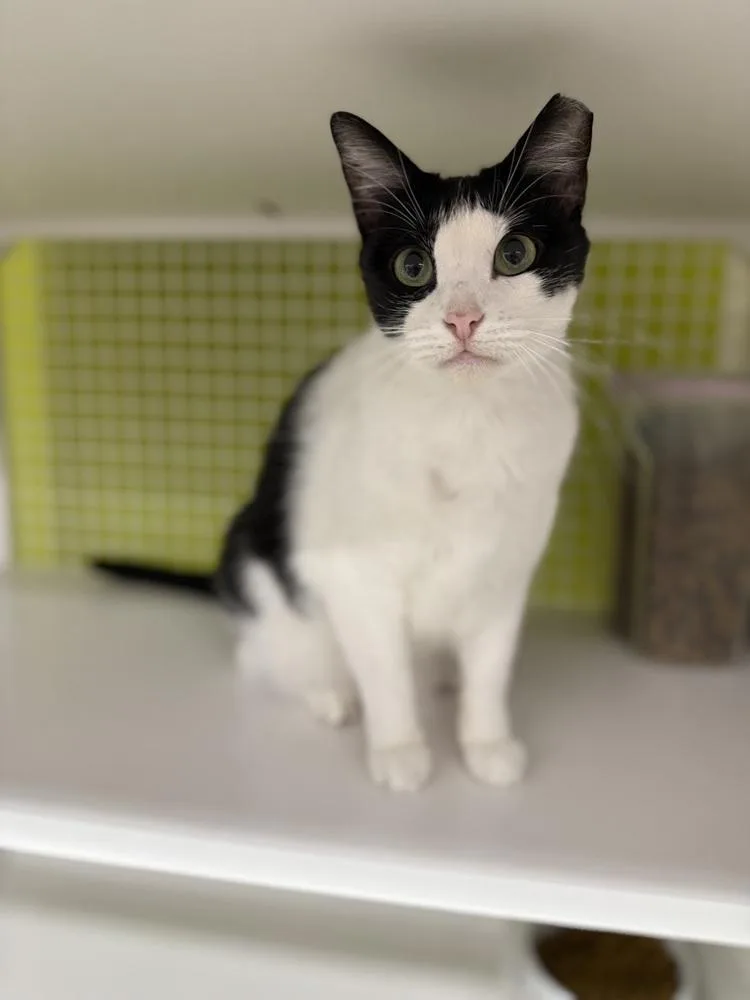 Jersey Ortiz thumbnail 2