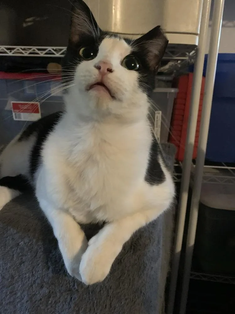 Jersey Ortiz thumbnail 3