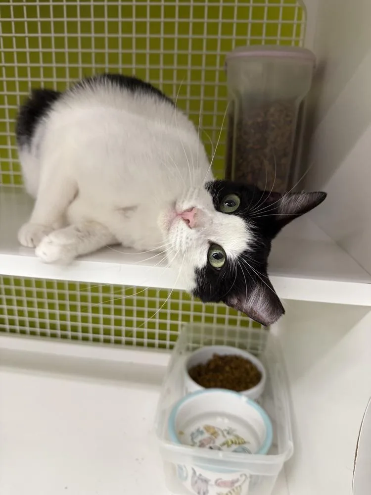 Jersey Ortiz thumbnail 4