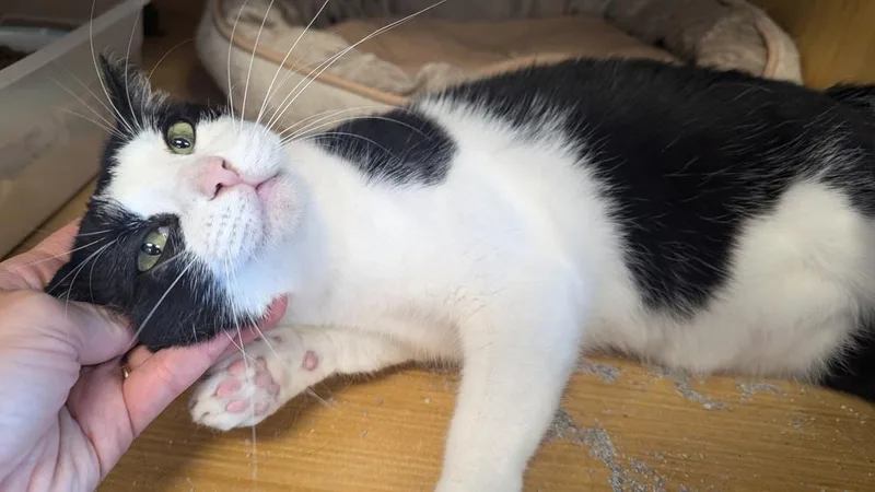 Jersey Ortiz thumbnail 5