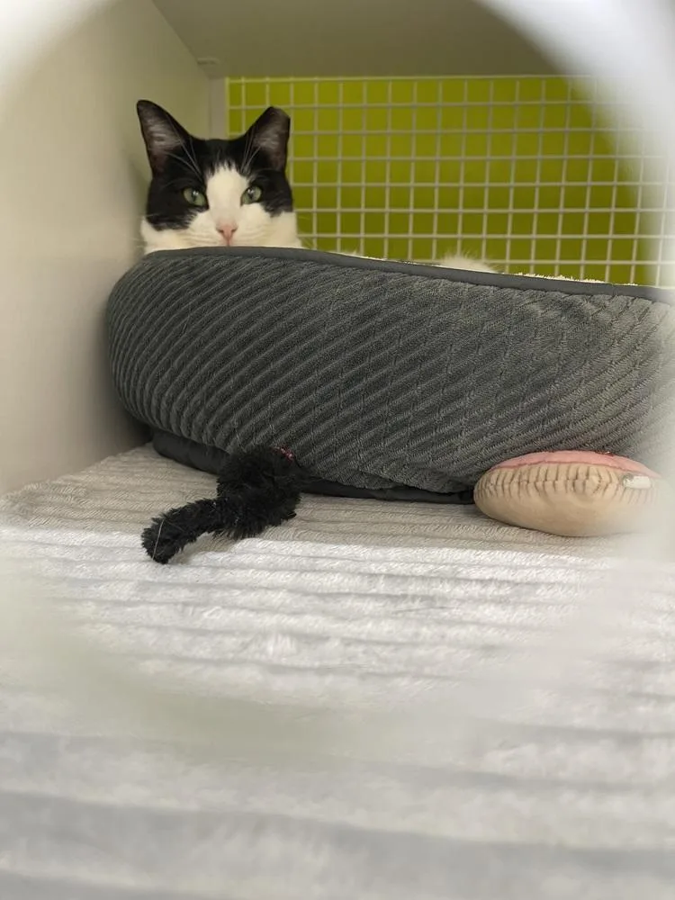 Jersey Ortiz thumbnail 6