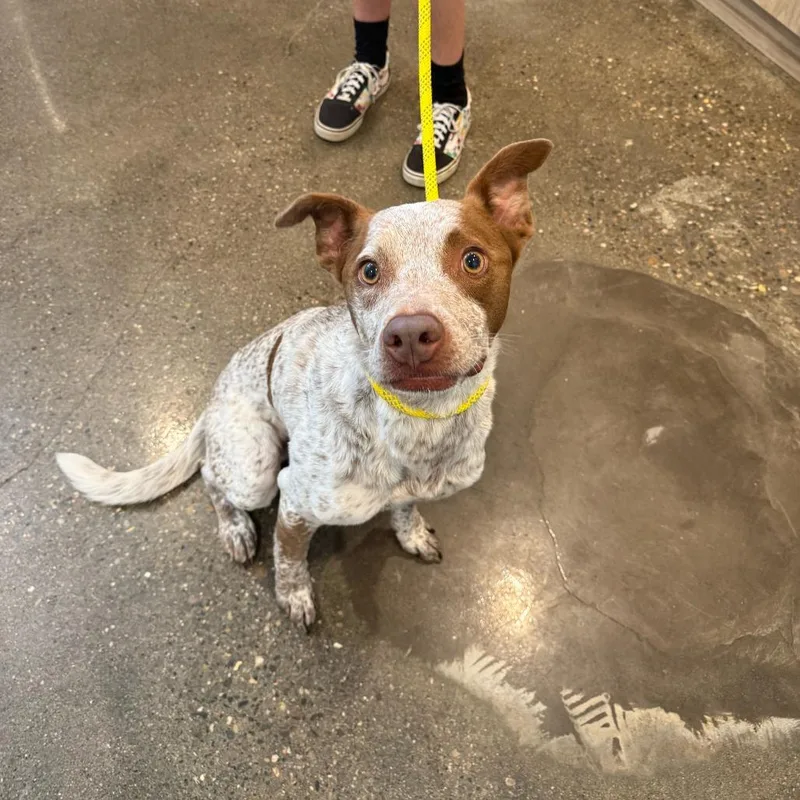 An adult medium-sized male White / Cream Cattle Dog dog named Penn Station for adoption in Louisville, KY