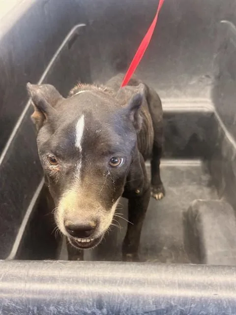 An adult large-sized female Pit Bull Terrier dog named Billie for adoption in Mesa, AZ