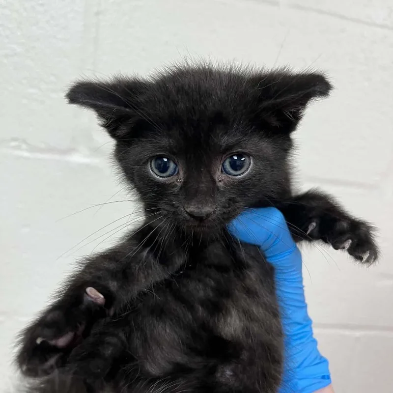 A baby small-sized male Black Domestic Short Hair cat named SVASStray for adoption in Lyndhurst, VA
