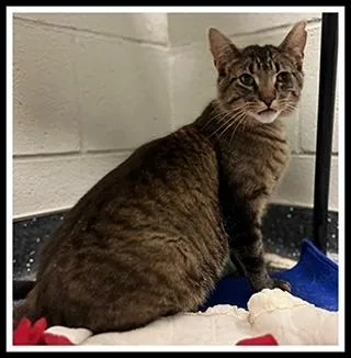 A young large-sized male Domestic Short Hair cat named Mickey for adoption in Peoria, IL