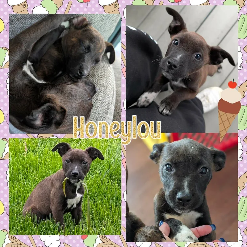 Honeylou thumbnail 4