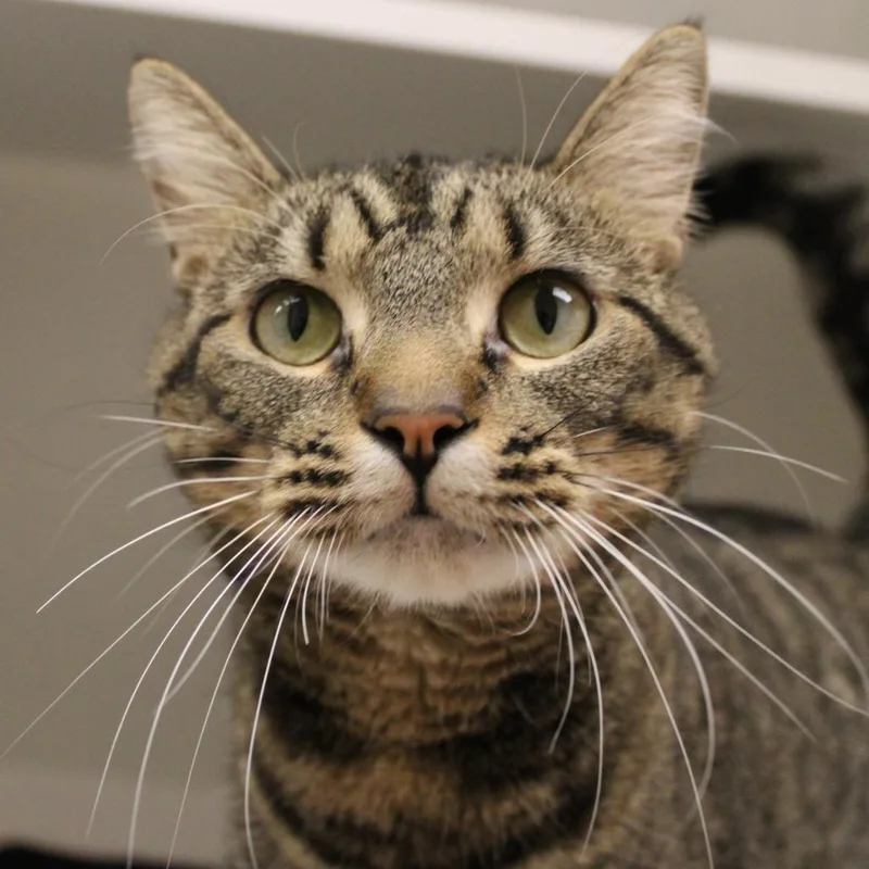 An adult large-sized male Brown / Chocolate Domestic Short Hair cat named Ozzy for adoption in Champaign, IL